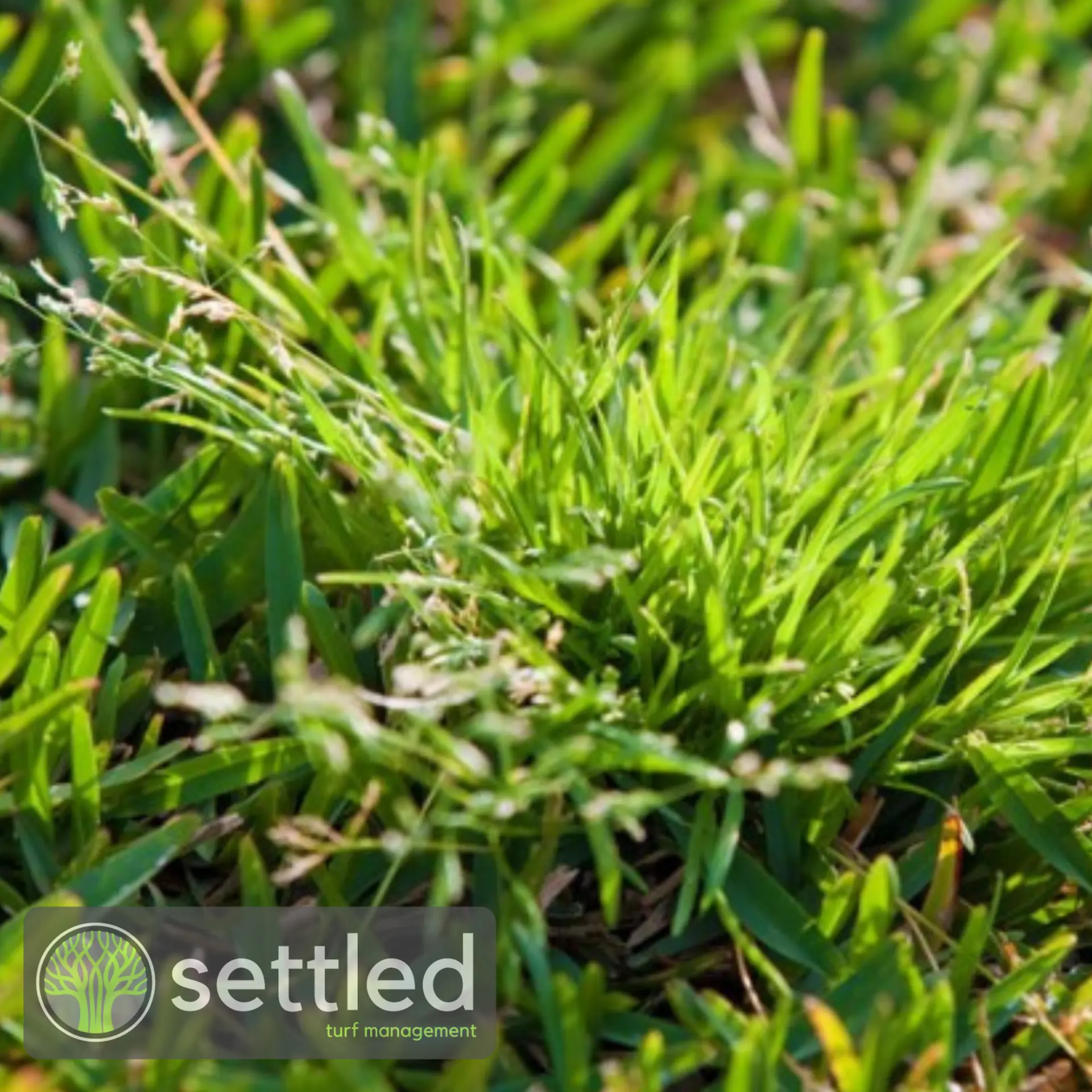 Winter grass